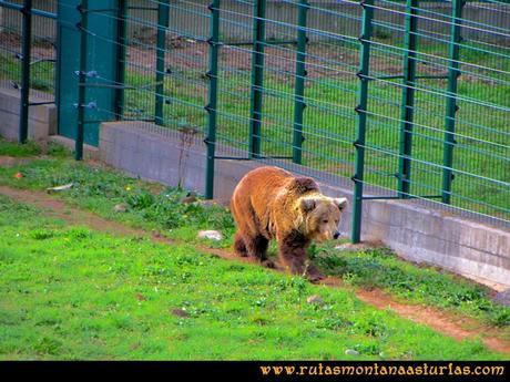 Rutas Montaña Asturias de las Pinturas Rupestres de Fresnedo: Paca en el cercado osero de Santo Adriano