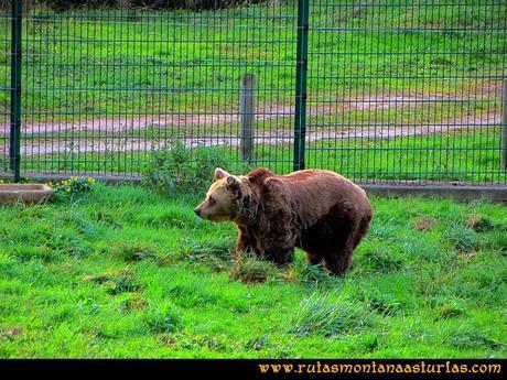 Rutas Montaña Asturias de las Pinturas Rupestres de Fresnedo: Tola en el cercado osero de Santo Adriano