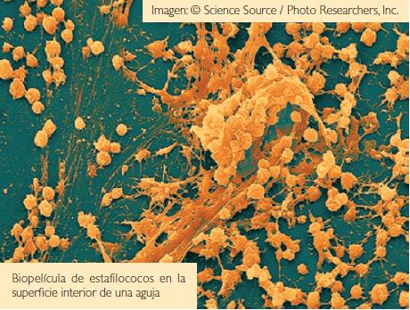 ¿SABÍAS QUE LAS BACTERIAS TAMBIÉN PUEDEN 'OLER'?