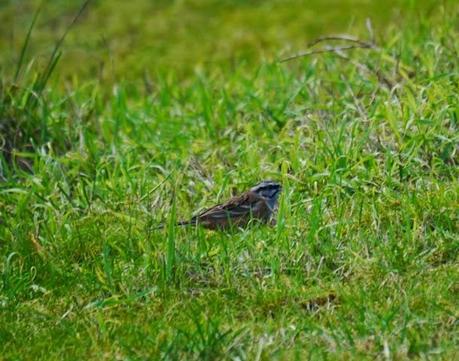 Escribano montesino en Xagó
