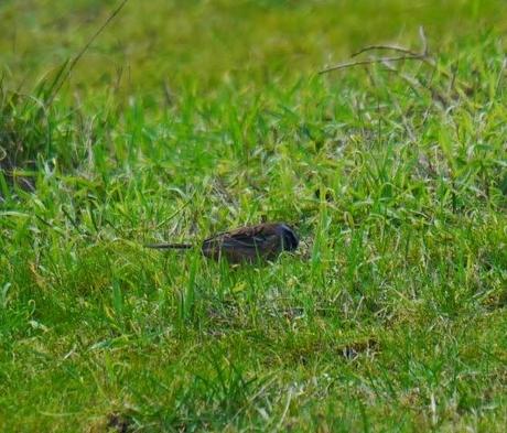 Escribano montesino en Xagó