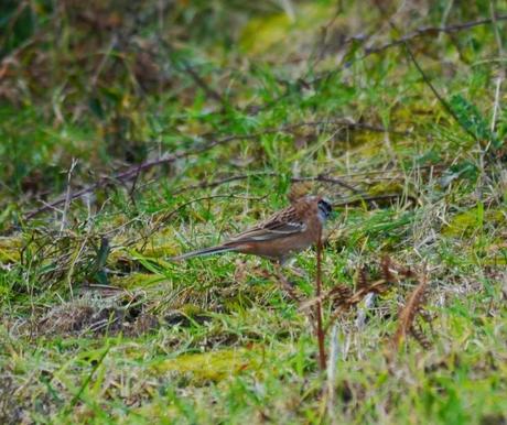 Escribano montesino en Xagó