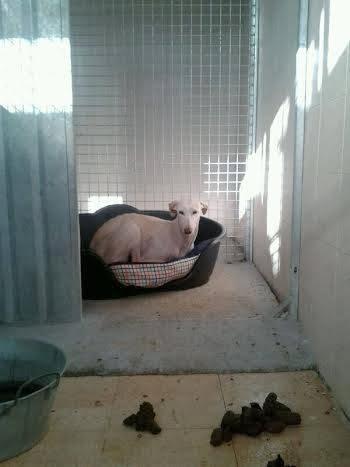 Nubecilla, abandonada en pleno campo y ahora en la perrera. (Madrid)