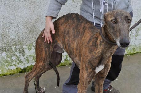 CARDÚ, SI NADIE LO IMPIDE SERÁ SACRIFICADO EN BREVE, ACOGIDA O ADOPCIÓN URGENTE!!