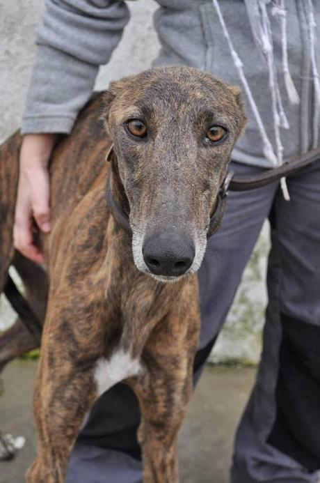 CARDÚ, SI NADIE LO IMPIDE SERÁ SACRIFICADO EN BREVE, ACOGIDA O ADOPCIÓN URGENTE!!