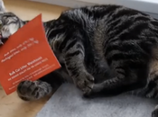 Correo directo para gatos