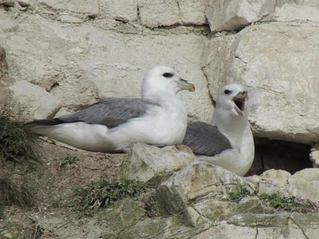 Naturaleza de Flamborough Head (Episodio I)