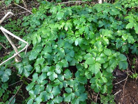 Naturaleza de Flamborough Head (Episodio I)