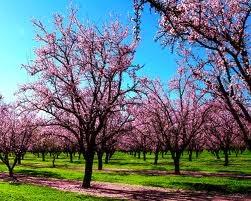 ¿Porqué florecen los almendros tan temprano?