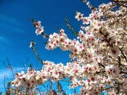 ¿Porqué florecen los almendros tan temprano?
