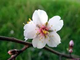 ¿Porqué florecen los almendros tan temprano?