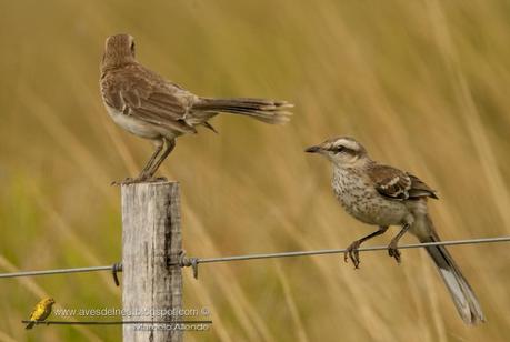 Calandria grande (Chalk-browed Mockingbird) Mimus saturninus