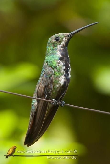 Picaflor vientre negro (Black-throated Mango) Anthracothorax nigricollis ♀