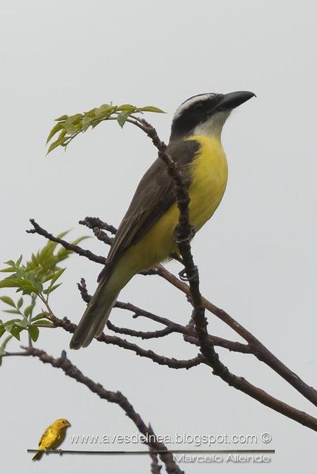 Pitanguá (Boat-billed Flycatcher) Megarhynchus pitangua