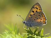 Lycaena alciphron (Rottemburg, 1775) Manto púrpura