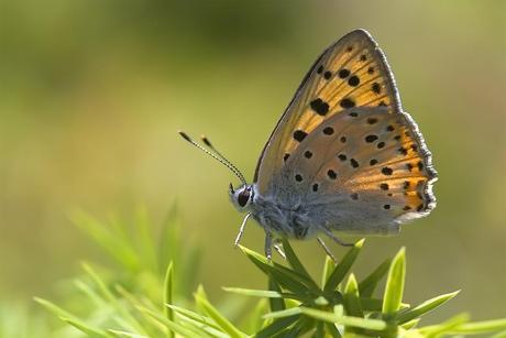 Para ampliar Lycaena alciphron (Rottemburg, 1775) Manto púrpura hacer clic