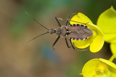 Para ampliar Rhynocoris erythropus (Linnaeus, 1767) hacer clic
