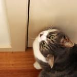 Mi gato me despierta por las mañanas