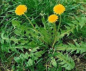 Verduras de hoja, lechugas y coles diente de leon