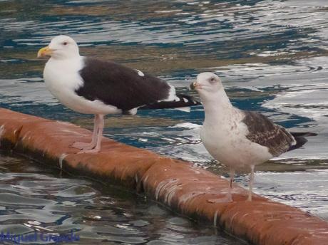 DESDE SANTURTZI A......ONDARROA VOY OBSERVANDO GAVIOTAS.