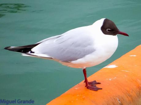 DESDE SANTURTZI A......ONDARROA VOY OBSERVANDO GAVIOTAS.