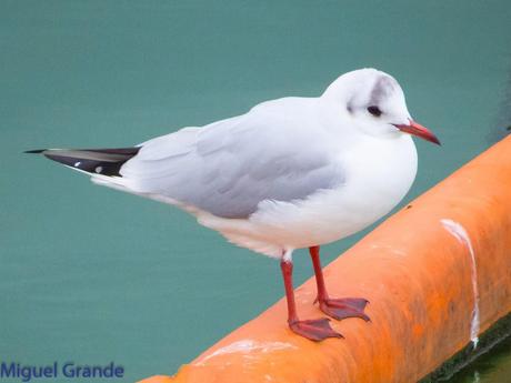 DESDE SANTURTZI A......ONDARROA VOY OBSERVANDO GAVIOTAS.