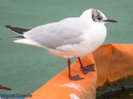 DESDE SANTURTZI A......ONDARROA VOY OBSERVANDO GAVIOTAS.