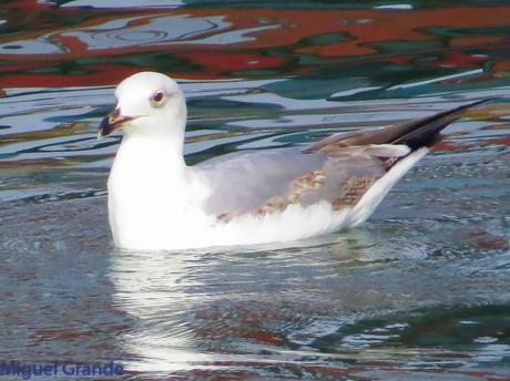 DESDE SANTURTZI A......ONDARROA VOY OBSERVANDO GAVIOTAS.
