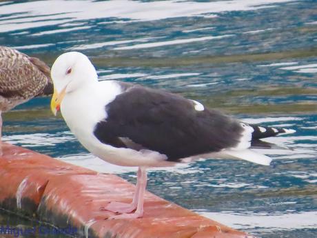 DESDE SANTURTZI A......ONDARROA VOY OBSERVANDO GAVIOTAS.