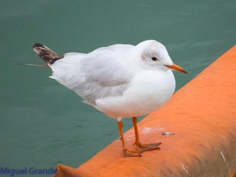 DESDE SANTURTZI A......ONDARROA VOY OBSERVANDO GAVIOTAS.