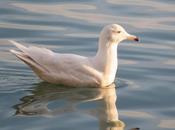 Desde santurtzi a......ondarroa observando gaviotas.