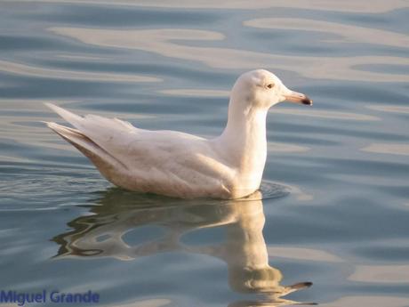 DESDE SANTURTZI A......ONDARROA VOY OBSERVANDO GAVIOTAS. DESDE SANTURTZI A......ONDARROA VOY OBSERVANDO GAVIOTAS.