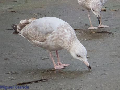 DESDE SANTURTZI A......ONDARROA VOY OBSERVANDO GAVIOTAS. DESDE SANTURTZI A......ONDARROA VOY OBSERVANDO GAVIOTAS.