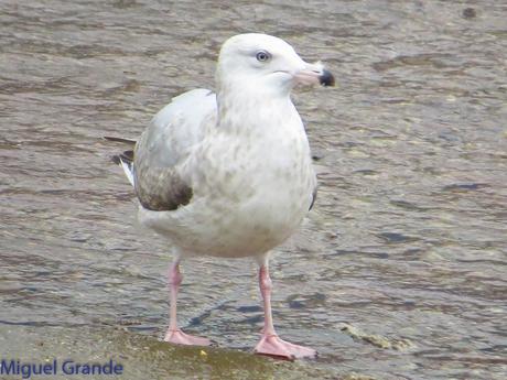 DESDE SANTURTZI A......ONDARROA VOY OBSERVANDO GAVIOTAS. DESDE SANTURTZI A......ONDARROA VOY OBSERVANDO GAVIOTAS.