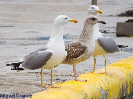 DESDE SANTURTZI A......ONDARROA VOY OBSERVANDO GAVIOTAS. DESDE SANTURTZI A......ONDARROA VOY OBSERVANDO GAVIOTAS.