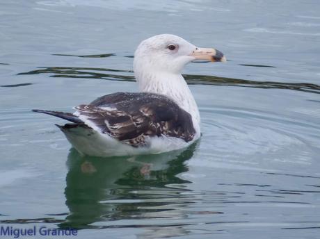 DESDE SANTURTZI A......ONDARROA VOY OBSERVANDO GAVIOTAS.