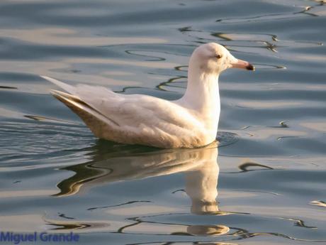 DESDE SANTURTZI A......ONDARROA VOY OBSERVANDO GAVIOTAS.