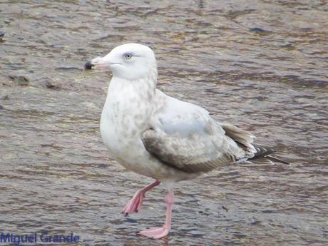 DESDE SANTURTZI A......ONDARROA VOY OBSERVANDO GAVIOTAS. DESDE SANTURTZI A......ONDARROA VOY OBSERVANDO GAVIOTAS.