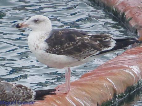 DESDE SANTURTZI A......ONDARROA VOY OBSERVANDO GAVIOTAS.