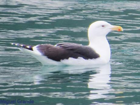 DESDE SANTURTZI A......ONDARROA VOY OBSERVANDO GAVIOTAS.