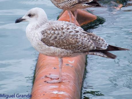 DESDE SANTURTZI A......ONDARROA VOY OBSERVANDO GAVIOTAS.