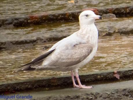 DESDE SANTURTZI A......ONDARROA VOY OBSERVANDO GAVIOTAS. DESDE SANTURTZI A......ONDARROA VOY OBSERVANDO GAVIOTAS.