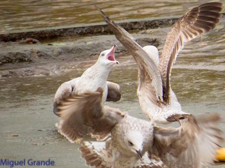 DESDE SANTURTZI A......ONDARROA VOY OBSERVANDO GAVIOTAS. DESDE SANTURTZI A......ONDARROA VOY OBSERVANDO GAVIOTAS.