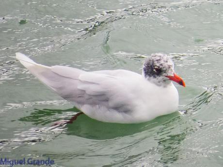 DESDE SANTURTZI A......ONDARROA VOY OBSERVANDO GAVIOTAS.