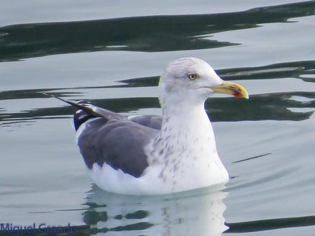 DESDE SANTURTZI A......ONDARROA VOY OBSERVANDO GAVIOTAS.