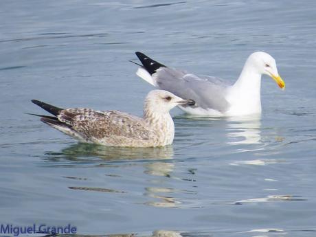 DESDE SANTURTZI A......ONDARROA VOY OBSERVANDO GAVIOTAS.