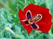 Amapola