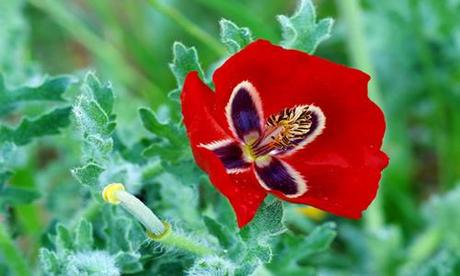 amapola flor medicinal