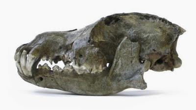 Sobre perros y gatos