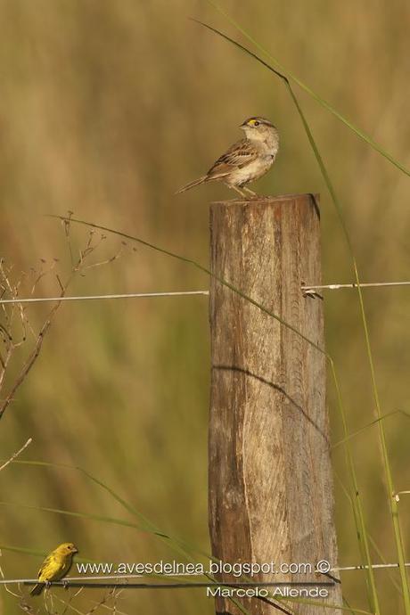 Cachilo ceja amarilla (Grassland Sparrow) Ammodramus humeralis